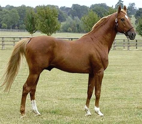 French Trotter Horse Info Origin History Pictures