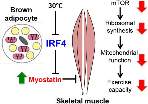Brown Adipose Tissue Controls Skeletal Muscle Function Via The