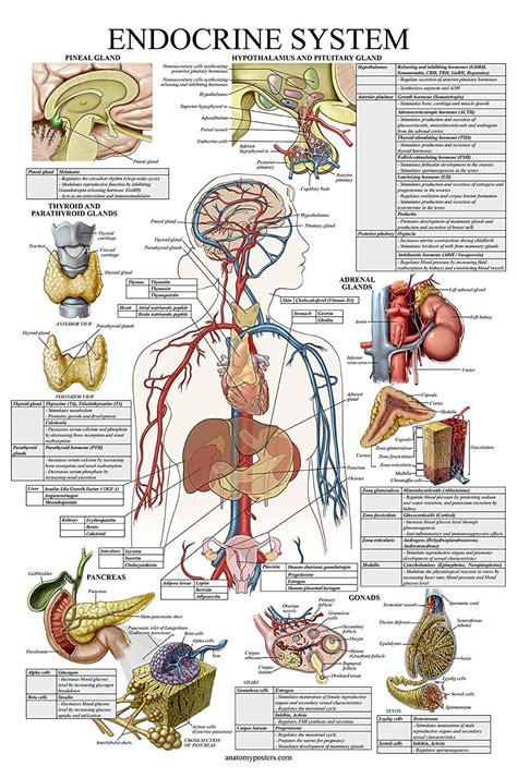 Laminated Endocrine System Anatomical Chart Endocrine Anatomy Poster