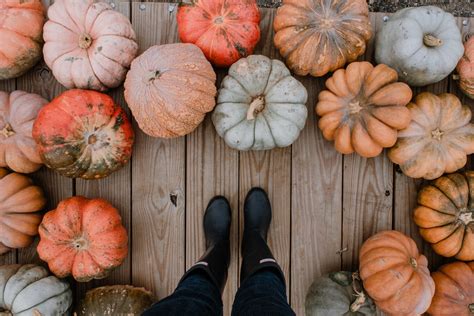 The History Of Pumpkin Spice — Timotis