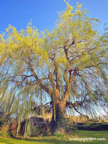 The Complete Guide To Weeping Willow Salix Babylonica
