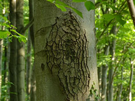 Tree Trunk Bark Nature Free Photo On Pixabay Pixabay