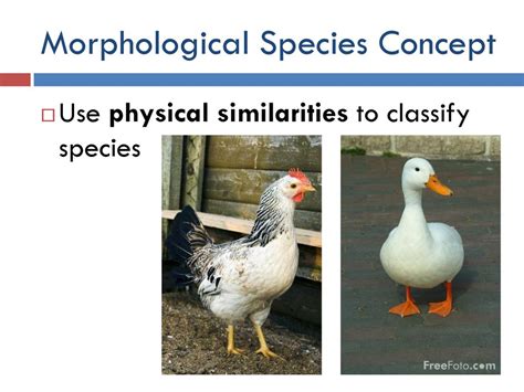 Species And Speciation Ppt Download