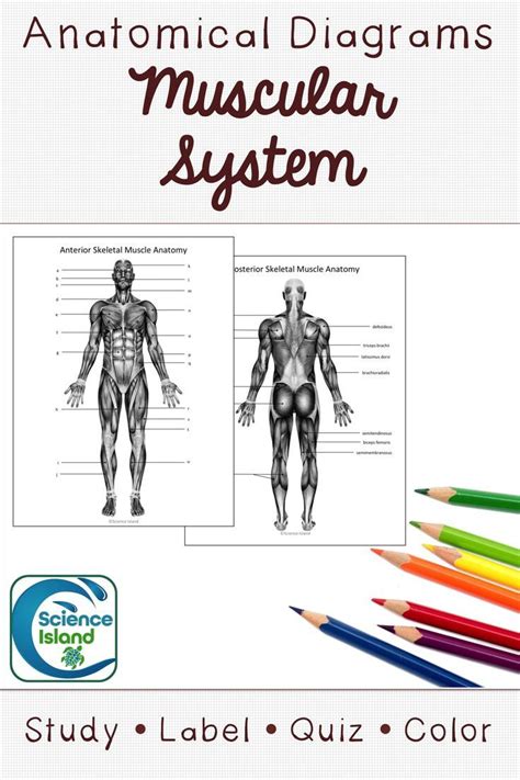 Muscular System Diagrams And Quiz Distance Learning Muscular System