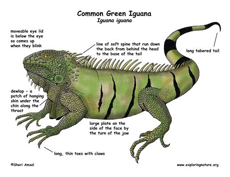 Hair, head, nape, neck, shoulder blade, arm , back, elbow, waist, trunk, hip. Iguana (Common Green)