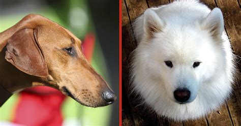 El Ranking De Las 10 Razas De Perros Más Caras Del Mundo Que Podrían