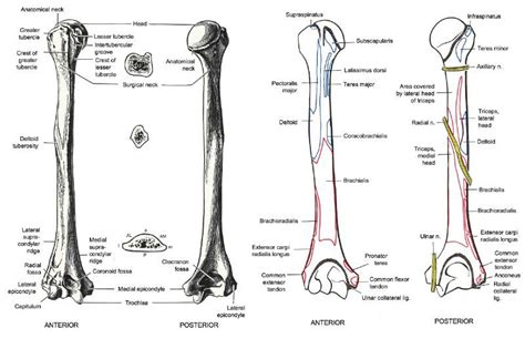 Right Humerus In The Lowermost Cross Section Capitals Indicate The