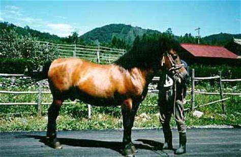 miyako pony miyako horse info origin history pictures