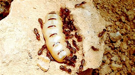 The Termite Nest And The Giant Termite Queen Termites Vs Ants Youtube