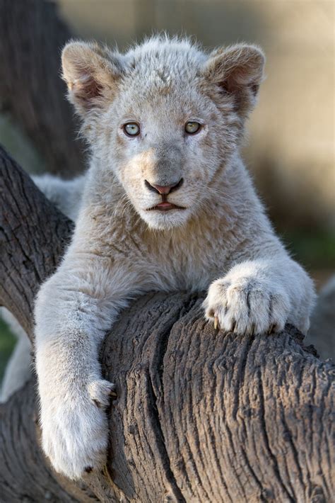 This White Lion Cub Knows How To Pose I Like The Pose Of T Flickr