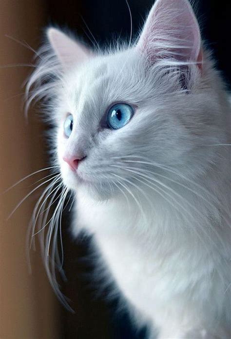 Cute White Cat Blue Eyes