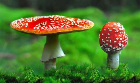 Poisonous Mushrooms Ots Preparedness