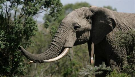 Los Elefantes Están Evolucionando Para Salvarse De La Caza Furtiva