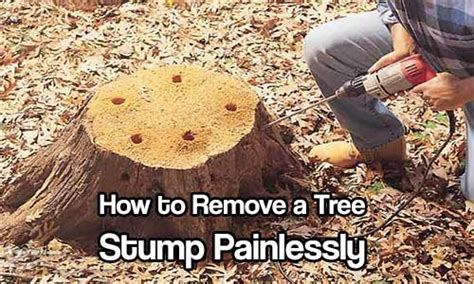 How To Remove A Tree Stump Painlessly Shtf And Prepping Central