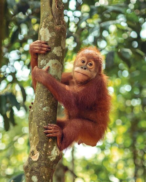 Sumatran Orangutans Were Recently Recognized Once Again As One Of