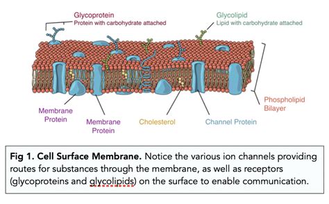 Eukaryotic Cells Cell Membrane And Cytoskeletal Structures A Level