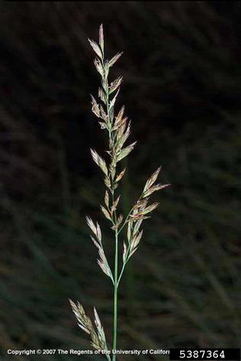 Tall Fescue Festuca Arundinacea Cyperales Poaceae 5387364