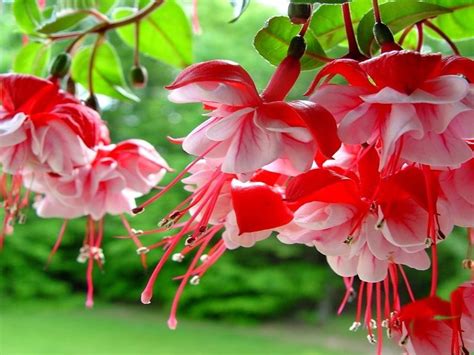Fuchsia Spring Flowers With Red And Pink Color Hd