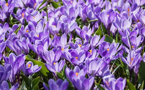 Free Stock Photo Of Bee Crocus Purple Flowers