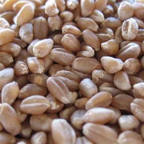 Organic Buckskin Hard Red Winter Wheat 12 Oz 250 Seeds Non Gmo
