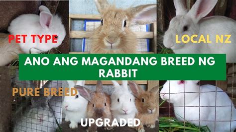 Anong Best Rabbit Breeds Kung Magsisimula Palang Mag Rabbit Ano Ang