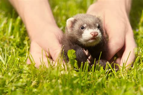 How Should I Hold My Ferret With Pictures The Pet Savvy
