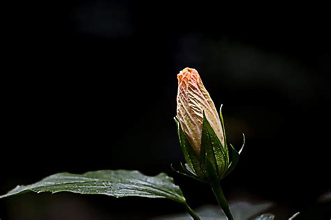 Budding Beauty Photograph By Debbie Nobile