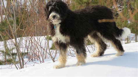 He is the perfect family pet! Bernedoodle Info, Temperament, Training, Diet, Puppies ...