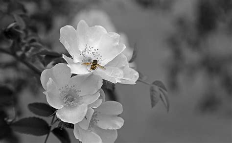 Selective Color Photography Of Clustered White Flowers Free Photos