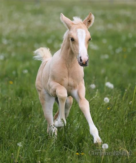 Palomino Foal Cute Baby Horses Baby Horses Cute Animals