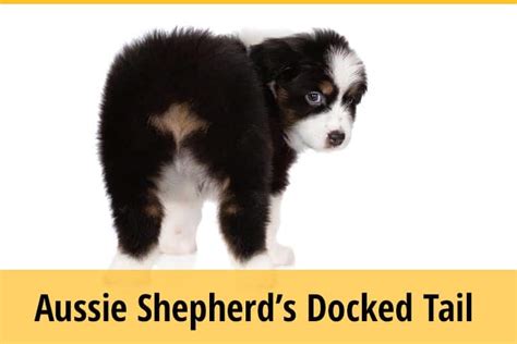 Why Do Australian Shepherds Have Docked Tails Zooawesome