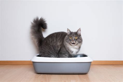 Emergency Or Not Blood In Cat Stool Causes And Cures The Pet Staff