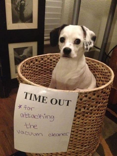 hilarious dog shaming pictures