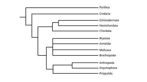 Simple Phylogenetic Tree Of Animals