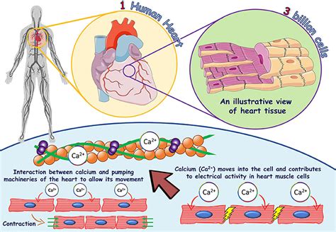 The Role Of Calcium In The Human Heart With Great Power Comes Great