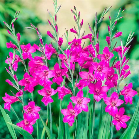 When and how to transplant gladiolus? Byzantinus Gladiolus | Breck's