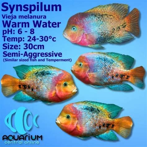 Synspilum Cichlid Vieja Melanura 7cm Aquarium Central