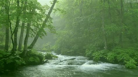 Only post direct links to images. rainforest beautiful gif | WiffleGif