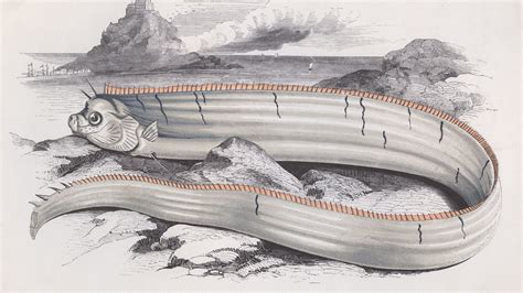 Banks Oarfish Circa 1850 Photo By Hulton Archivegetty Images