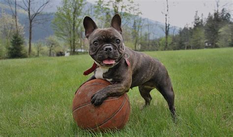 Want to learn more about the blue french bulldog? 180+ French Bulldog Names - Cool Names for Male & Female ...