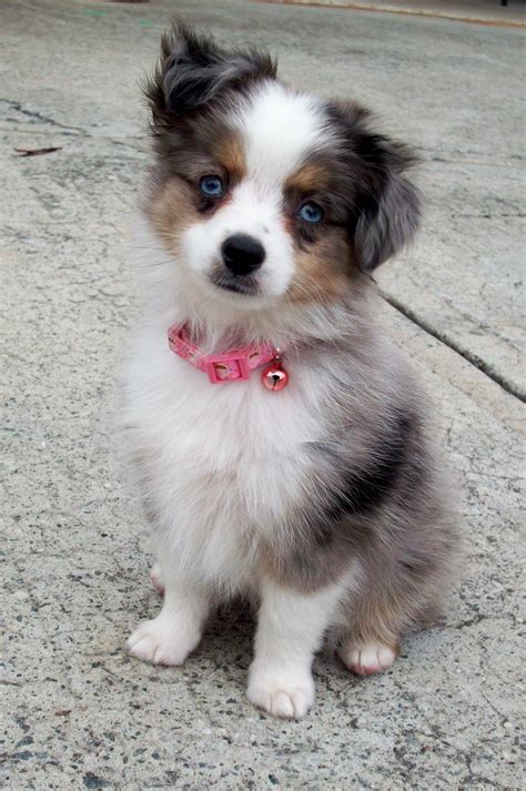 Australian shepherd puppy for sale in munfordville, ky. Toy Aussie pup. We are looking into getting this breed ...