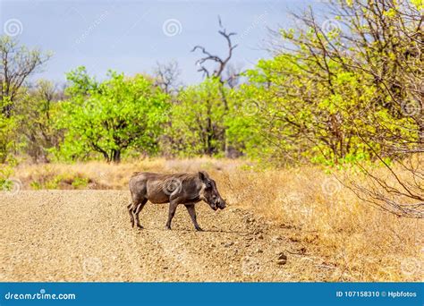 Warthog Crossing A Dirt Road In Kruger National Park Stock Photo