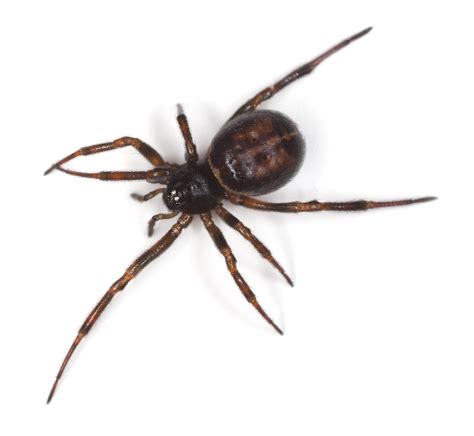 False Widow Spider Creeps Across Uk Steatoda Nobilis Live Science