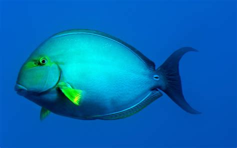 Blue Fish Underwater Honolulu Hawaii