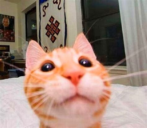 Comel 16 Gambar Kucing Ber Selfie Berita Terkini Boi