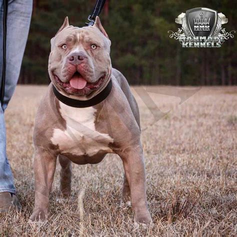 We are xl pitbull puppies, the premier choice when looking for the best pit bull breeders. XL PITBULL PUPPIES FOR SALE | CHAMPAGNE XXL PITBULL PUPPIES | LILAC PITBULL PUPPIES