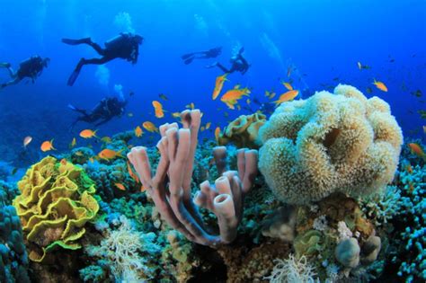 Sharm El Sheikh Diving Holidays Egypt Tours Plus