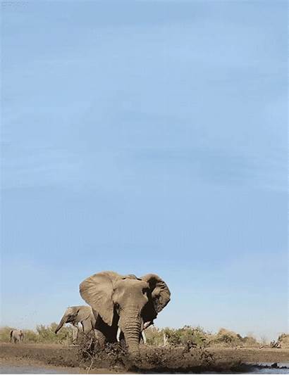 Elephant Animals Animal Elephants Animated Nature Gifs