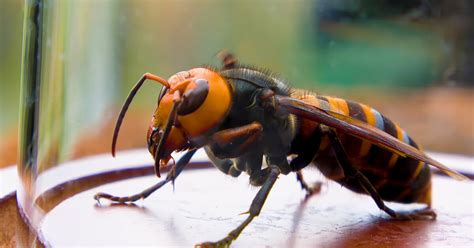 9 Things You Need To Know About Murder Hornets