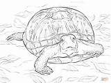 Coloring Turtle Realistic Pages Box Drawing Colouring Printable Ornate Turtles Sheets Kids Terrapin Book sketch template